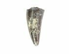 Cretaceous Crocodile Tooth - Hell Creek Formation #71204-1